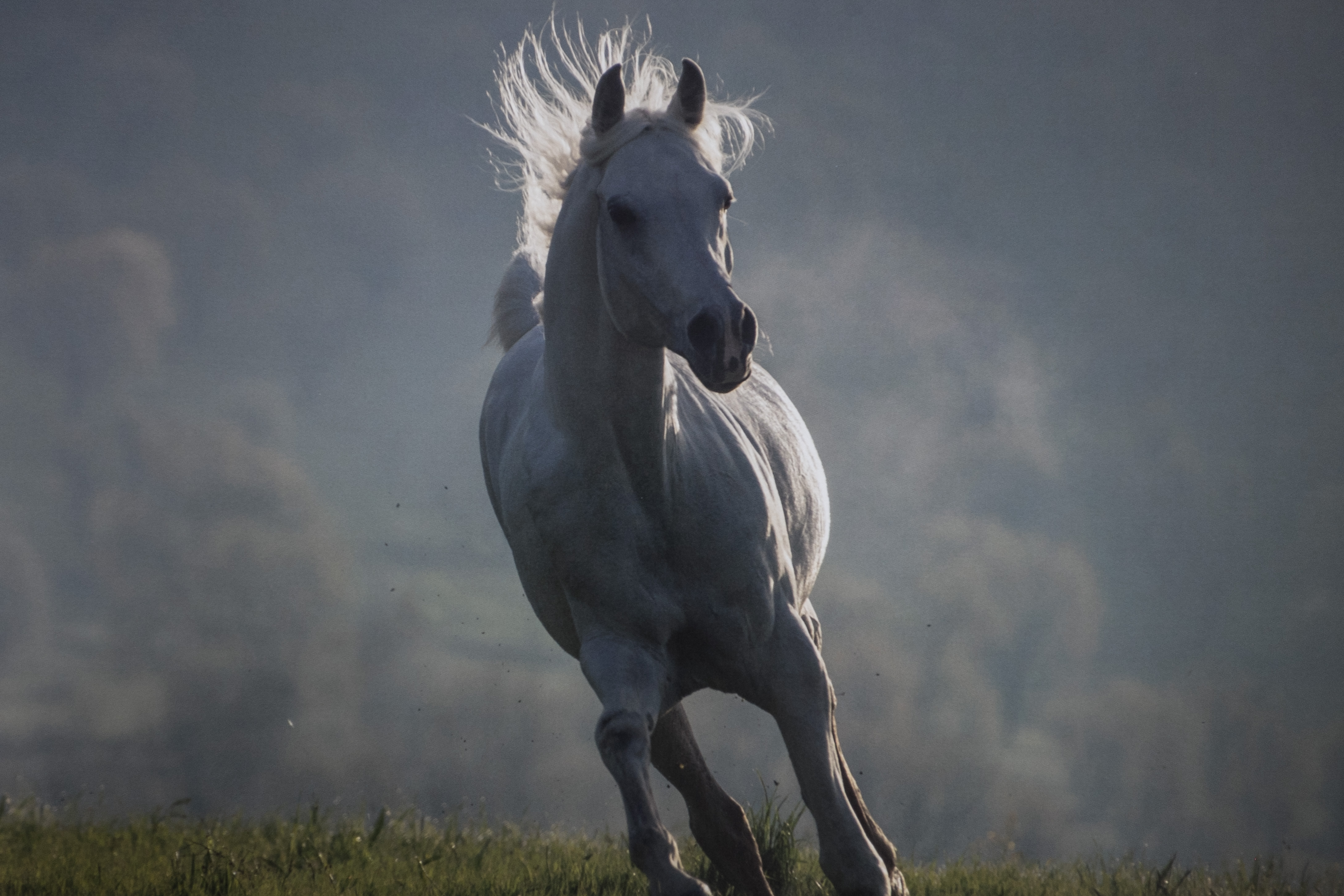 The Horses of Kurdistan recounts history through animals